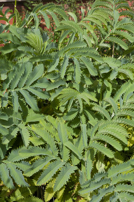 Melianthus major