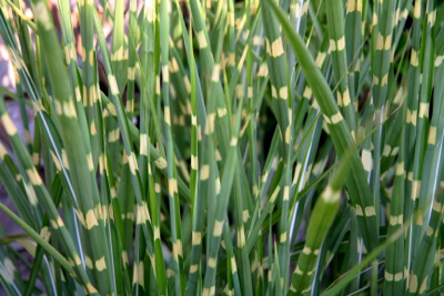 Miscanthus strictus