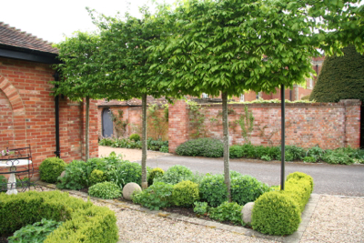 pleached trees