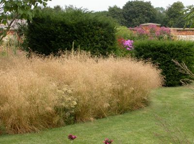 deschampsia-cespitosa-goldtau