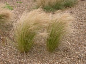 Read more about the article 5 essential … small grasses