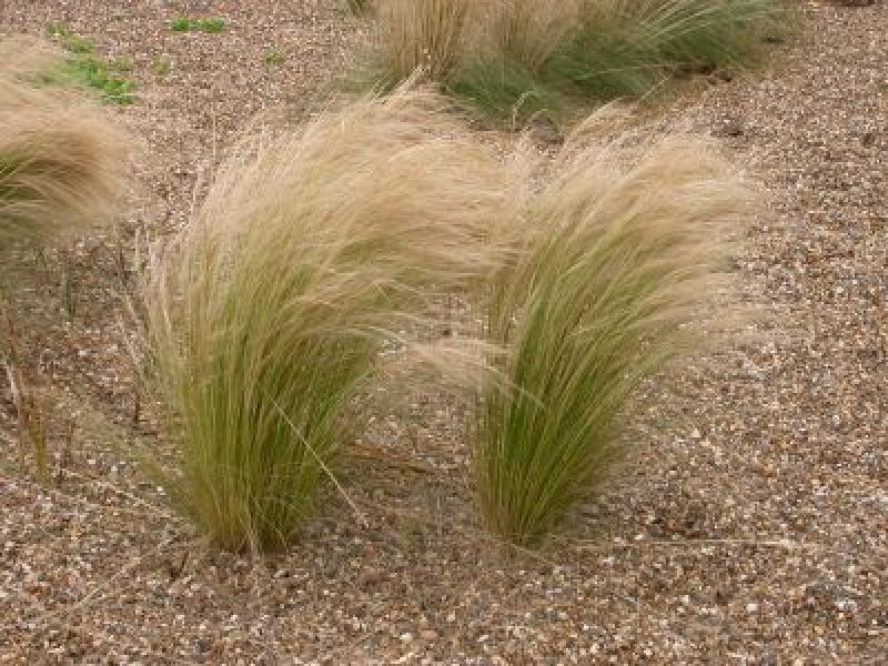 5 essential … small grasses