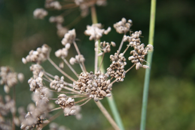 fennel-janet-bligh