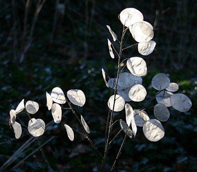 honesty_lunaria_annua-anne-burgess-635791