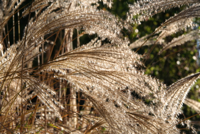 miscanthus-yakushima-dwarf-janet-bligh