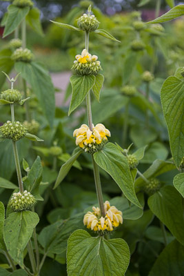 phlomis-firgrove-photographic