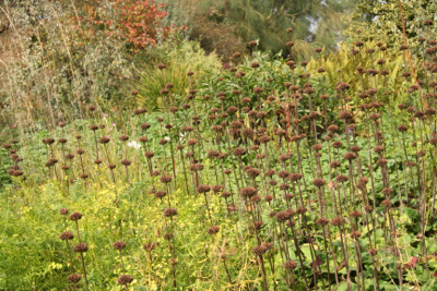 phlomis-seedheads-janet-bligh