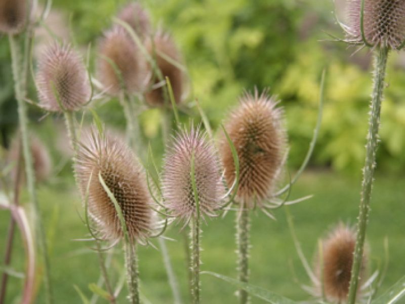 5 essential … plants for winter seedheads