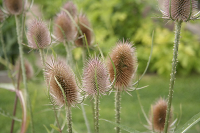 teasels-janet-bligh