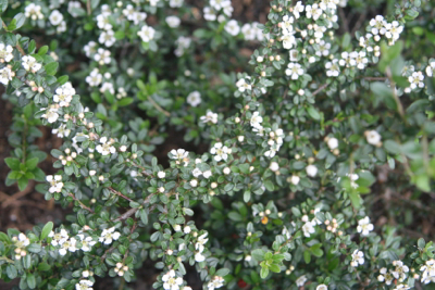 cotoneaster-conspicuous-decorus-janet-bligh