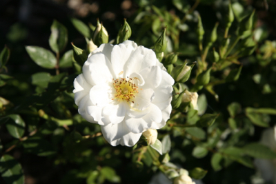 rosa-kent-janet-bligh