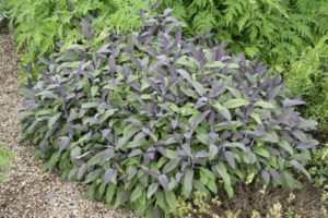 Read more about the article 5 essential … low growing shrubs for ground cover