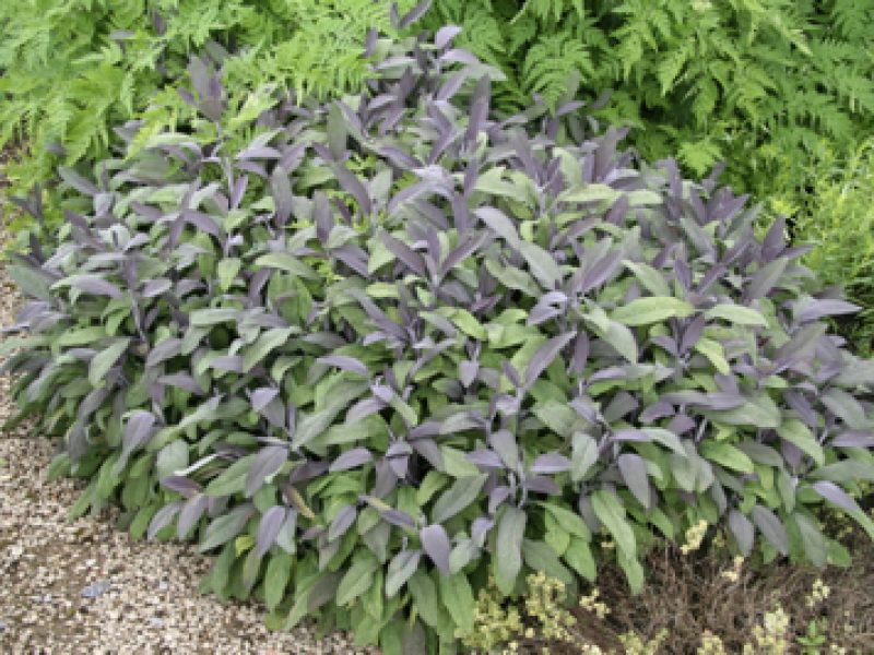 5 essential … low growing shrubs for ground cover
