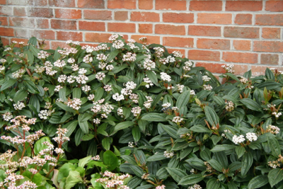 viburnum-davidii-janet-bligh