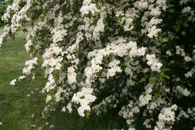hawthorn-in-flower