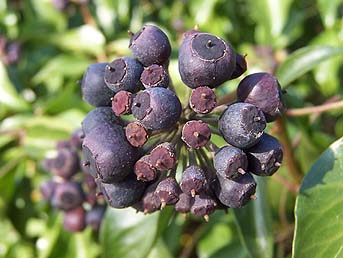 ivyberries-brian-ecott