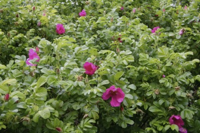 rosa-rugosa-flower