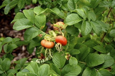 rose-hips