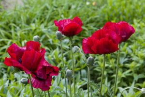 Read more about the article Poppies to remember