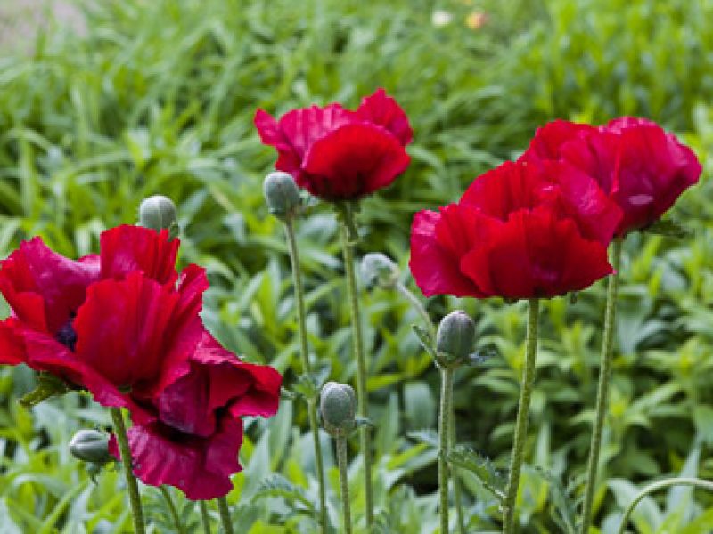 Poppies to remember