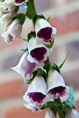 Digitalis AS