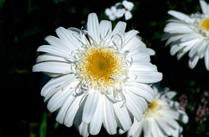 Leucanthemum ©RHS