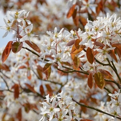 Amelanchier. © beechwood nurseries