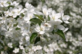 Malus-hupehensis ©rhs