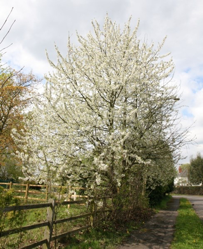 Prunus avium plena ©RHS plants