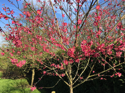 Prunus Beni-chidori ©Ornamental Trees