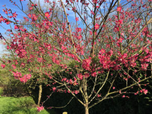 Read more about the article 5 essential … trees for spring blossom