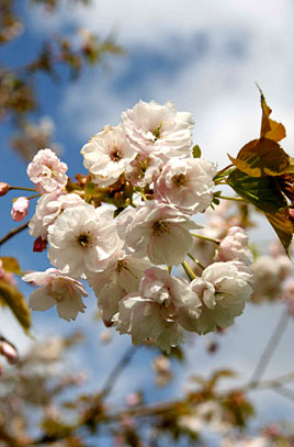 Prunus Ichiyo ©rhs