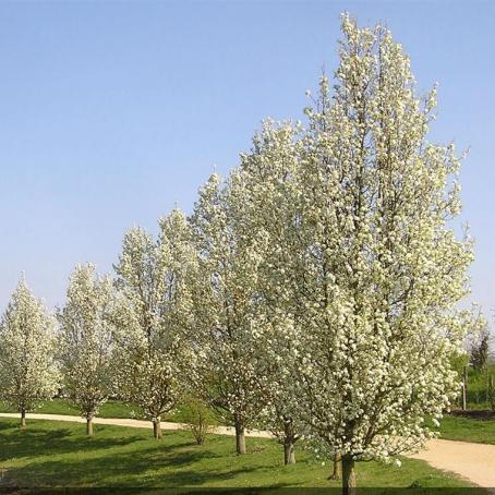 Pyrus calleryana ‘Chanticleer © Marc Deraeve