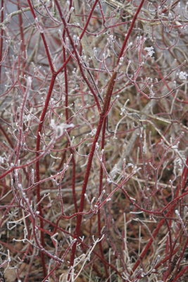 cornus stems