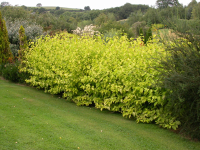 cornus