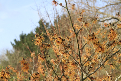 Hamamelis intermedia 'Bernstein'