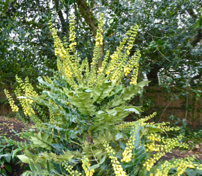 mahonia charity