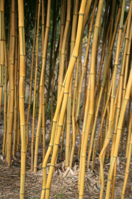 Phyllostachys