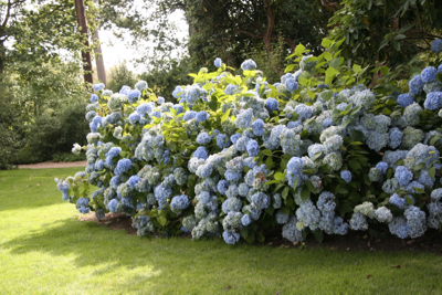 hydrangea nymans