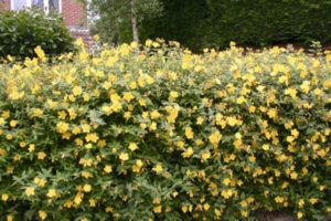 Read more about the article 5 essential … plants for a flowering hedge