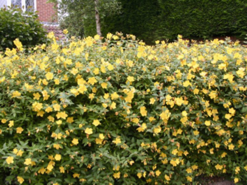 5 essential … plants for a flowering hedge