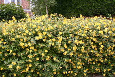 Image of Hypericum hidcote companion planting with ornamental grasses