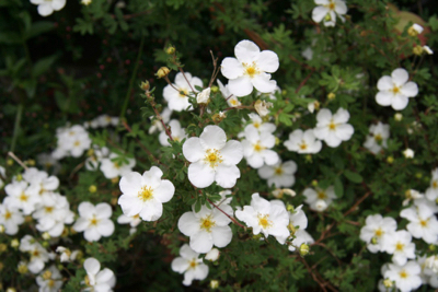 Potentilla fruticans 'Abbotswood'