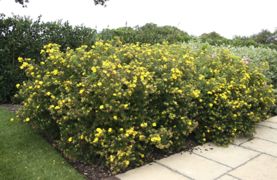 A splash of summer colour from Potentilla 'Goldfinger'