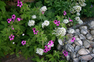 Read more about the article Planting Design