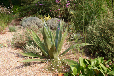 Agave dry soil hot garden