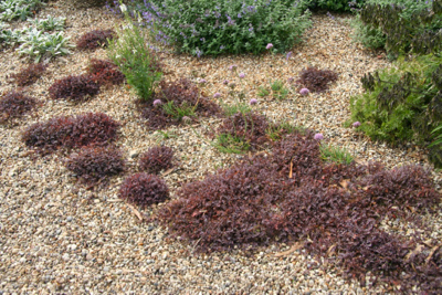 Acaena in gravel