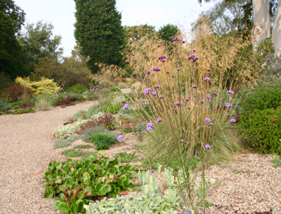 Verbena bonariensis Stipa gigantea