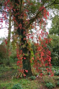 virginia creeper parthenocissus