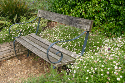 erigeron karvinskianus